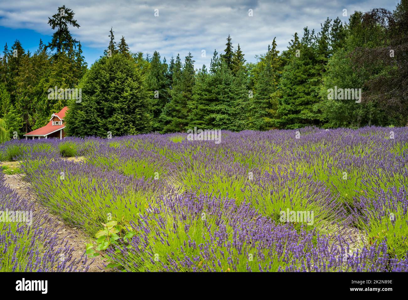Lavender fields, Sequim, Washington, USA Stock Photo Alamy