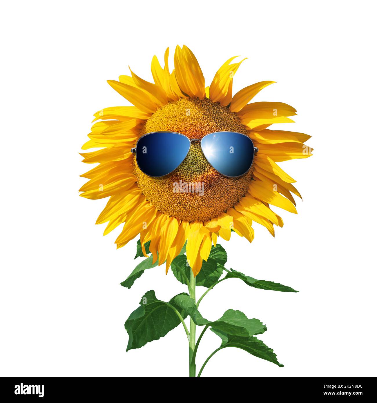 Funny sunflower with sunglasses on a white background Stock Photo