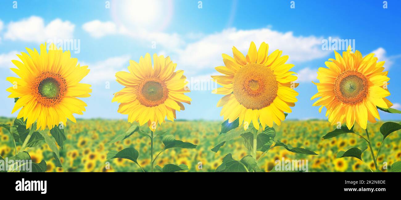 Field of blooming sunflowers on a background blue sky Stock Photo - Alamy
