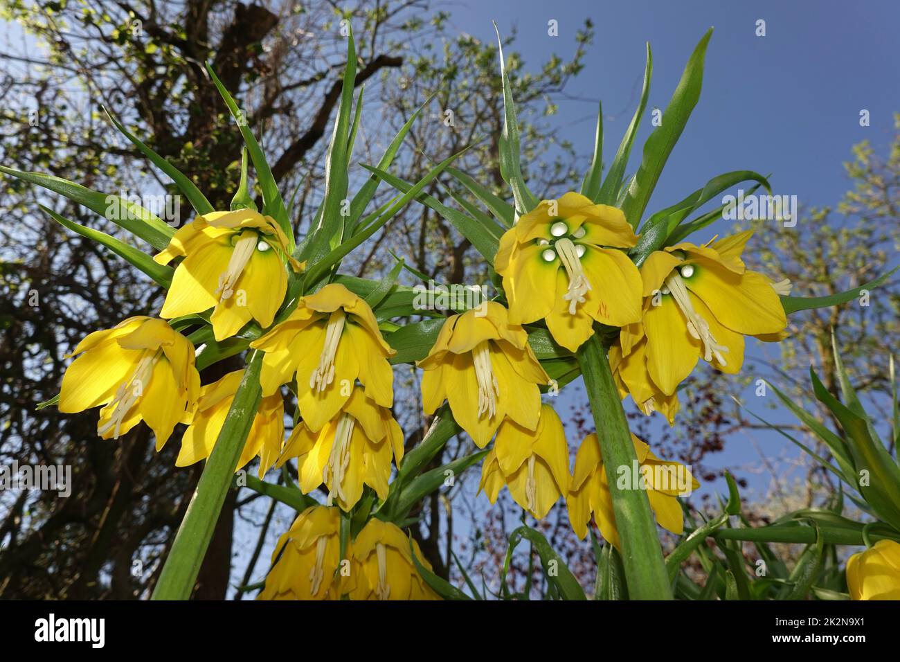 gelb blÃ¼hende Kaiserkrone (Fritillaria imperialis) Stock Photo