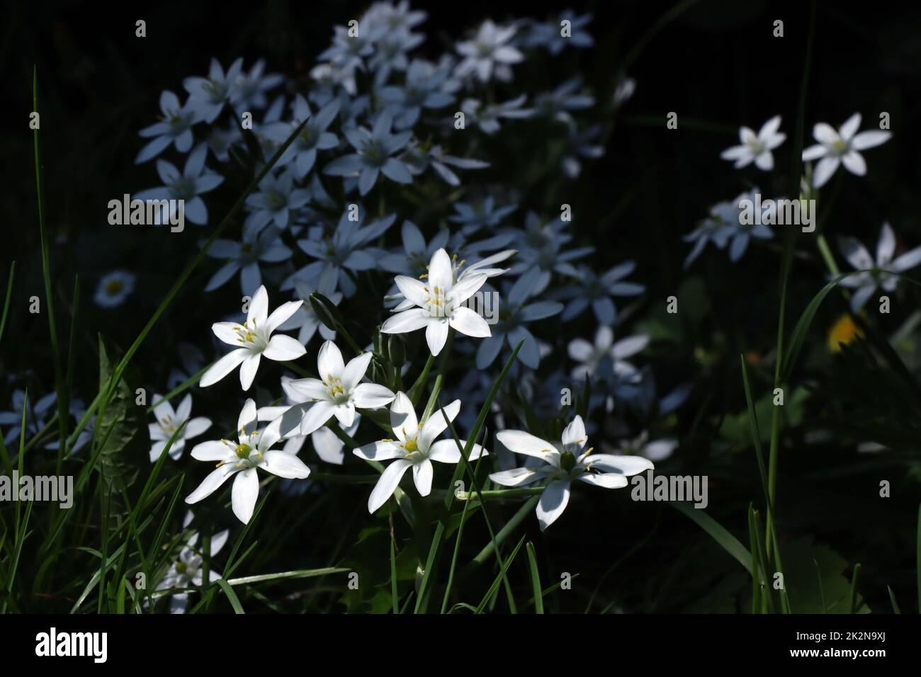 Dolden-Milchstern (Ornithogalum umbellatum), Doldiger Milchstern oder Stern von Bethlehem Stock Photo