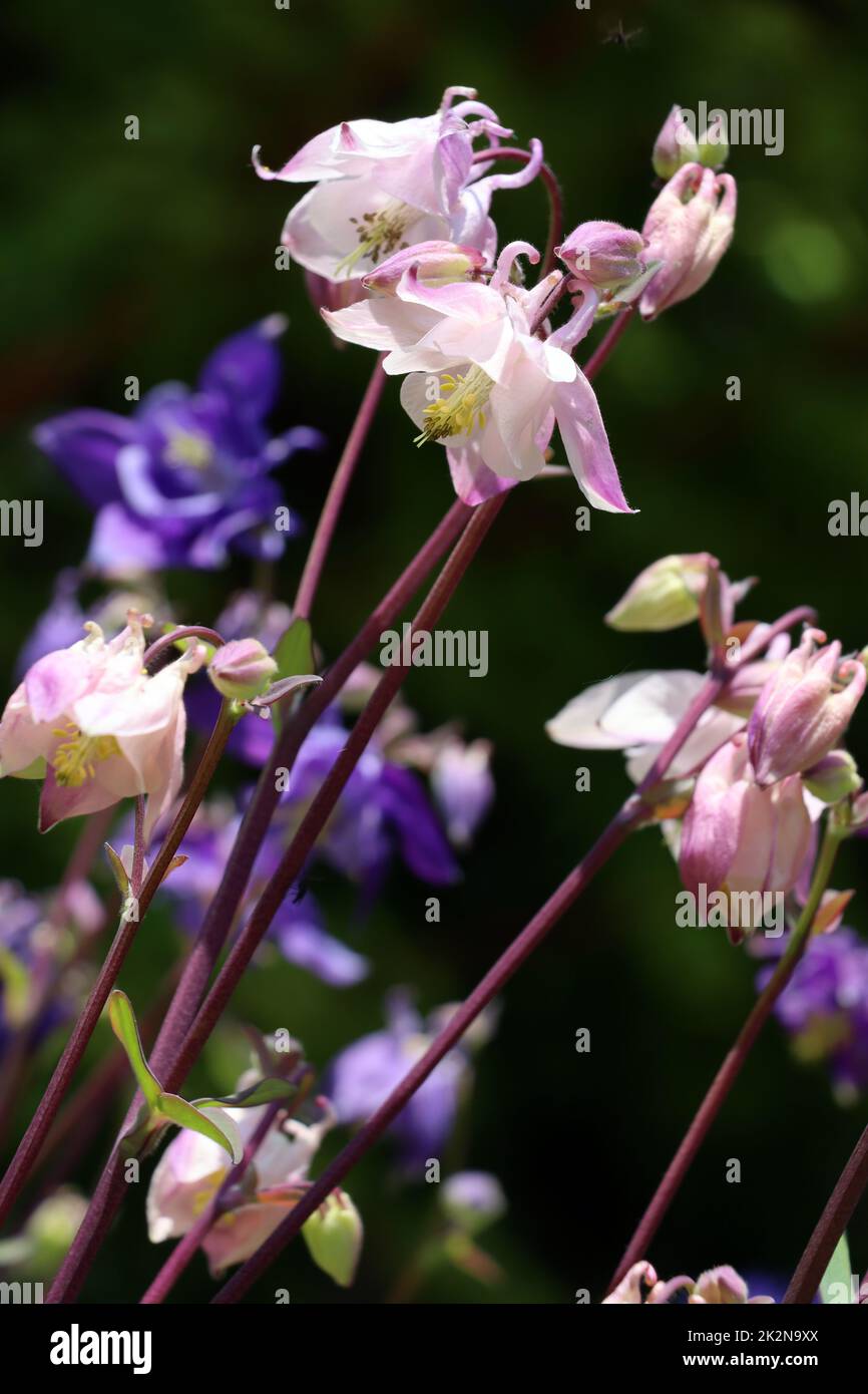 Akelei (Aquilegia spec.) - blÃ¼hende Pflanze im naturnahen Garten Stock Photo