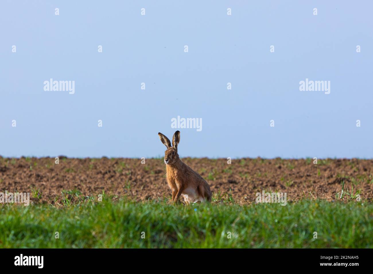 brown hare sitting in a field on a sunny day Stock Photo
