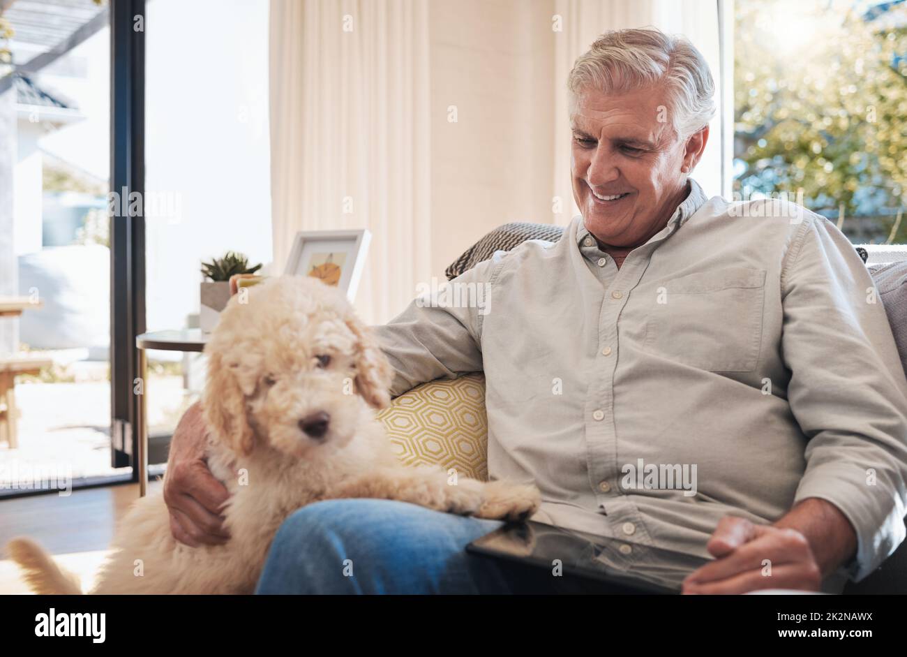 Happy senior man play with dog on sofa in home living room relax and ...