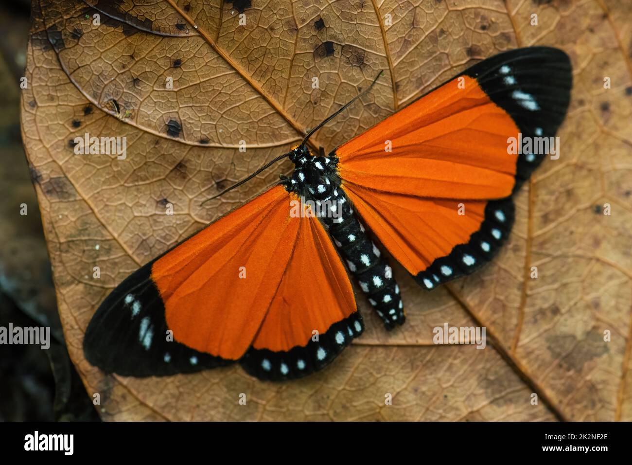 Orange African moth - Scopula libyssa, geometer moth from African forests and woodlands, Uganda. Stock Photo