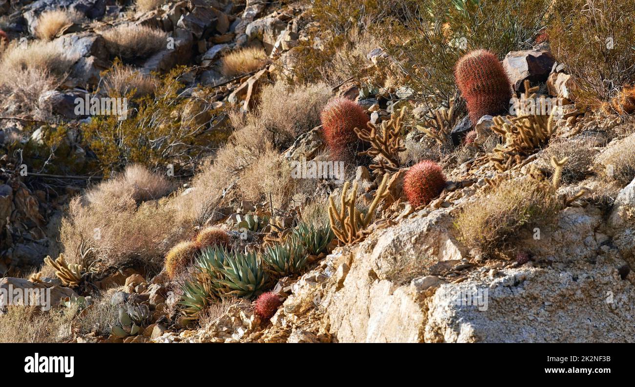 Barrel Cactus. Barrel Cactus Ferocactus cylindraceus in the Anza-Borrego Desert in Southern California, USA. Stock Photo
