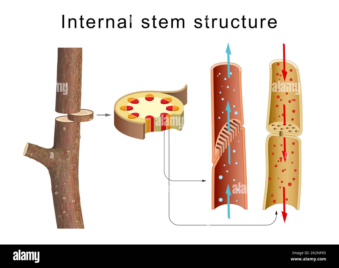 Internal anatomy of the tree stem Stock Photo