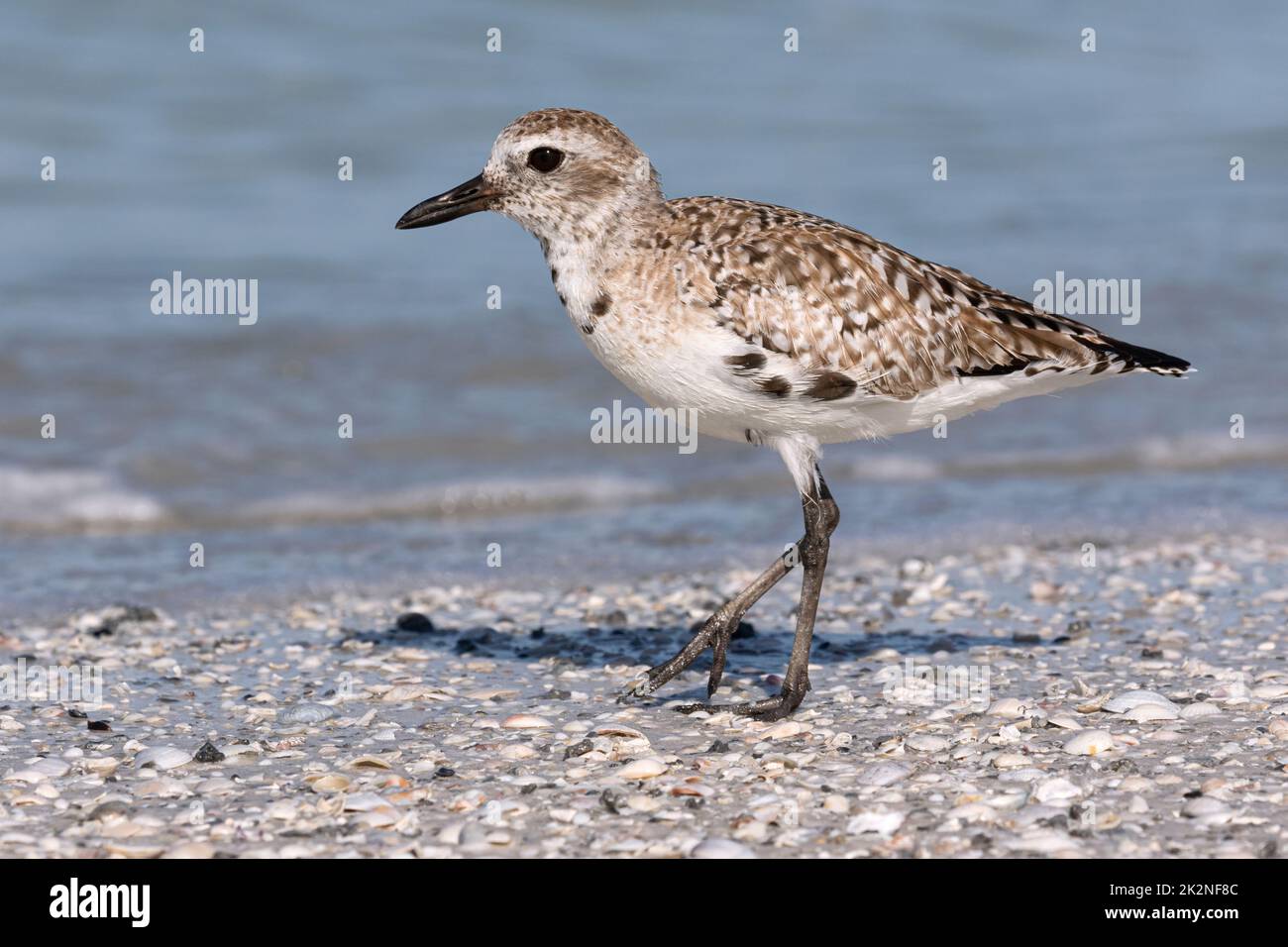 Black bellied Plover, Grey Plover, Pluvialis squatarola, adult moulting into summer plumage.  Florida, USA  March Stock Photo