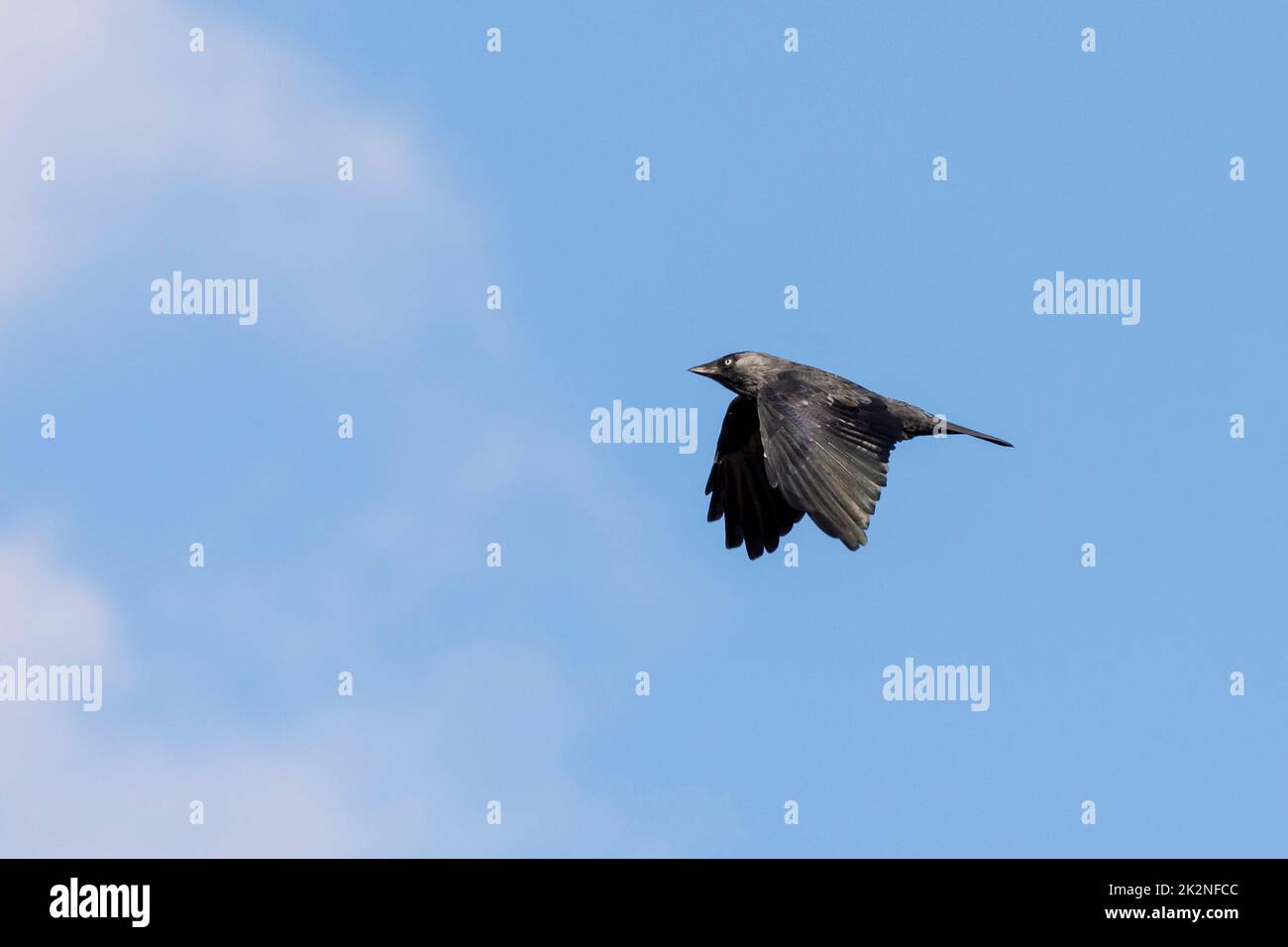 Jackdaw (Corvus monedula) in flight over Sussex, UK Stock Photo