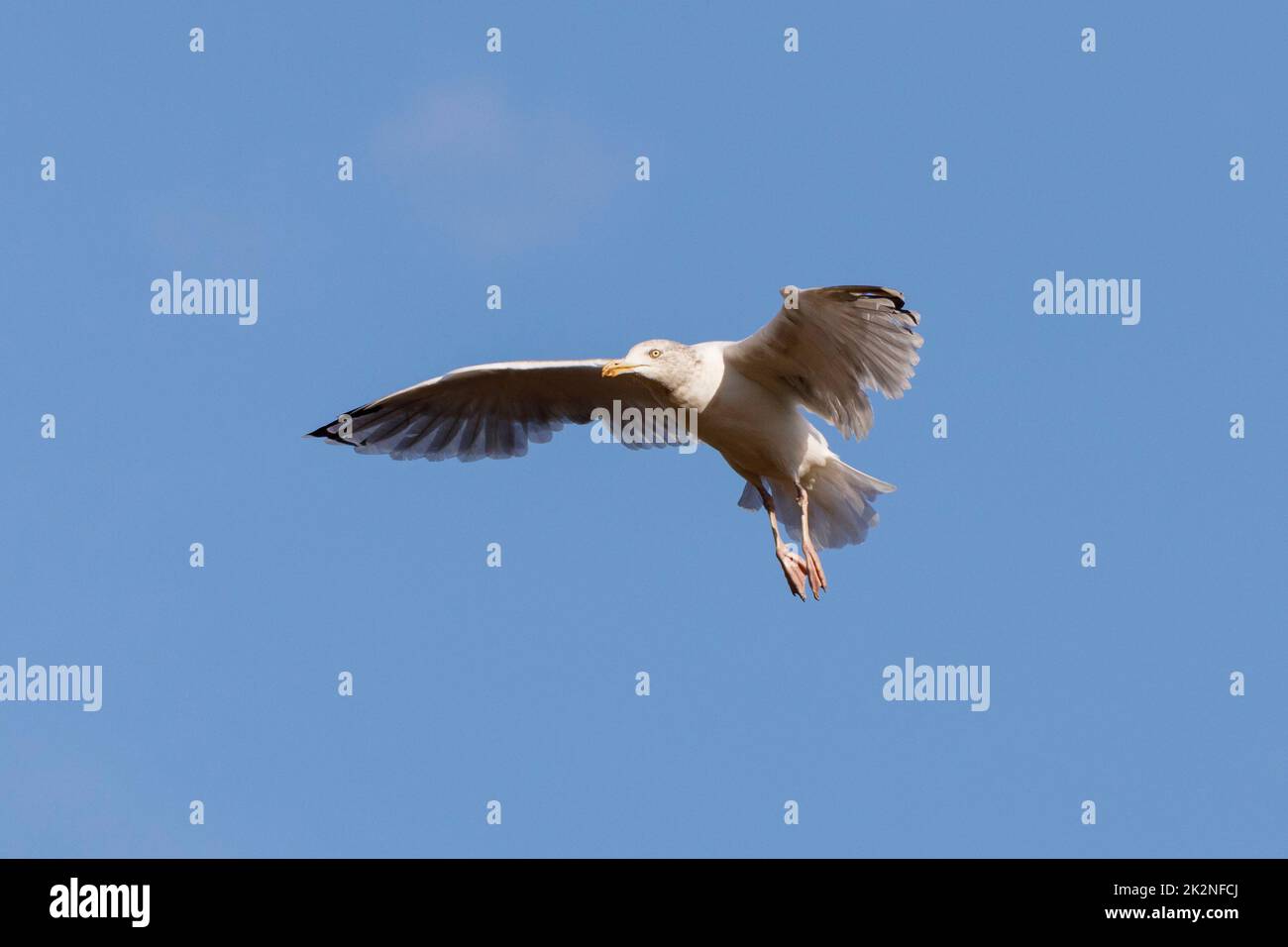 Immature Herring gull (Larus argentatus) flying against a blue sky during summer, Sussex, UK Stock Photo