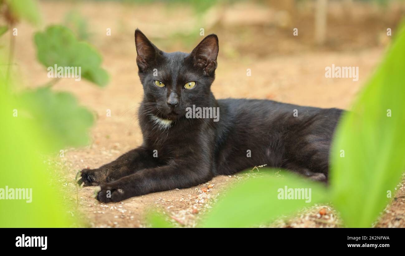 Black stray cat, fur dirty from dust and hairs, laying on sandy ground, green leaves around, looking straight into camera. Stock Photo