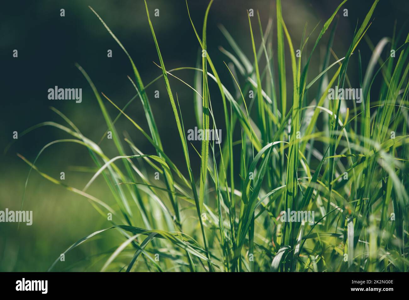 Green grass background hi-res stock photography and images - Alamy