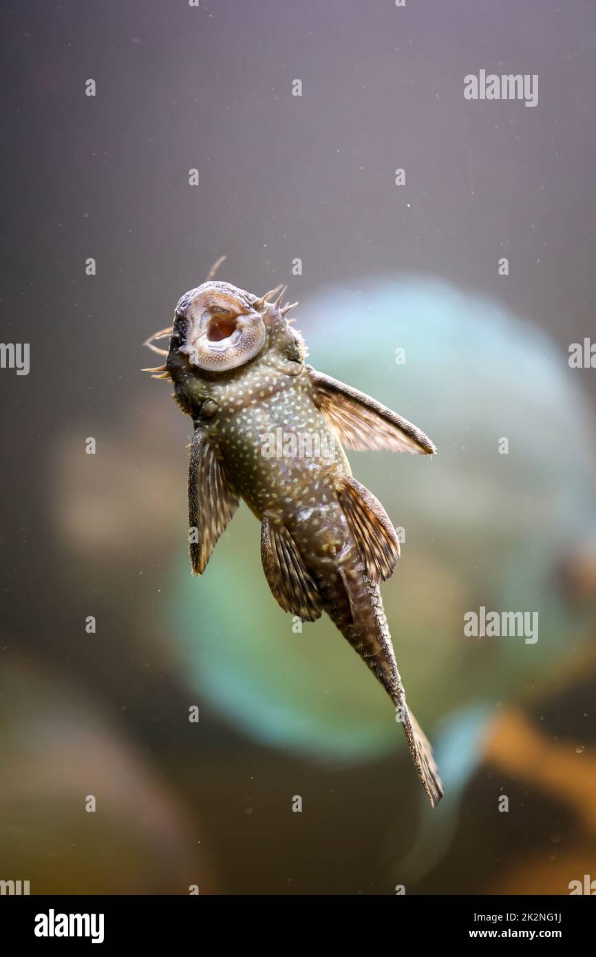 A male antenna catfish sucked on the glass in the aquarium. Stock Photo