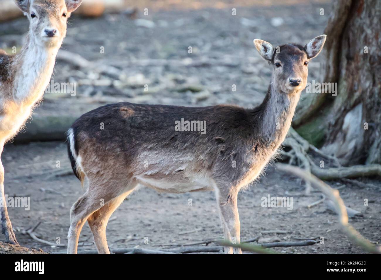 Deer, stags, cloven-hoofed animals in an enclosure. Stock Photo