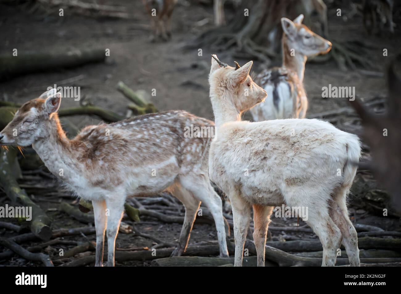 Deer, stags, cloven-hoofed animals in an enclosure. Stock Photo