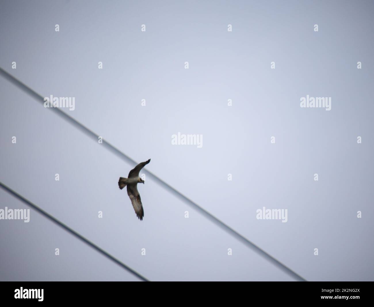 An osprey flies circling over a pond in search of fish. Stock Photo