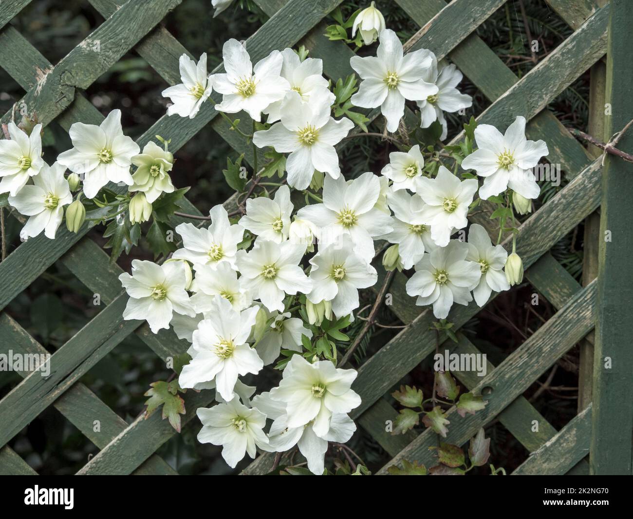 Lattice fence garden hires stock photography and images Alamy