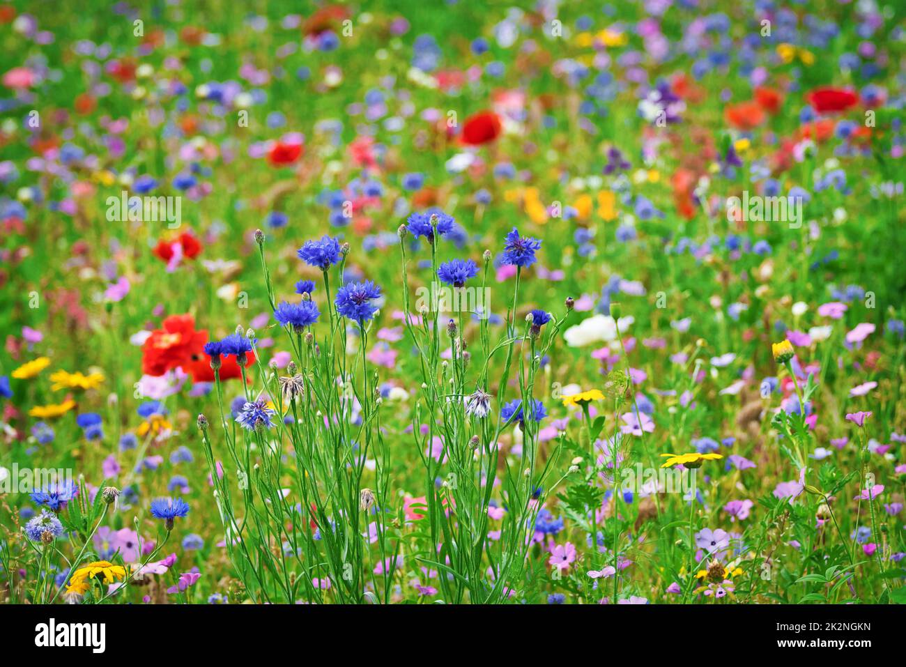 Beautiful bluebottles in a flower field with red poppies and other field flowers. Stock Photo