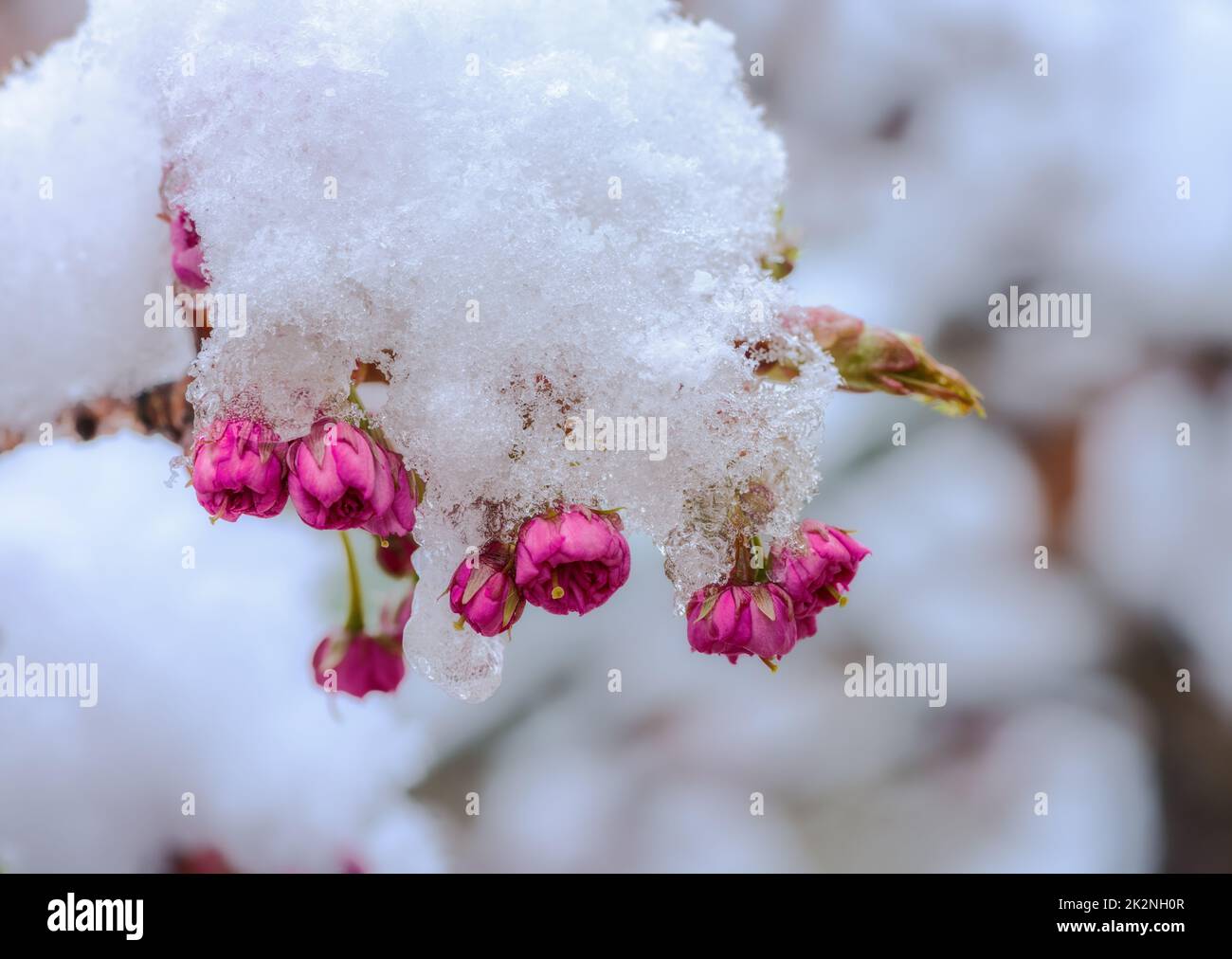 Snow covered pink cherry blossoms Stock Photo