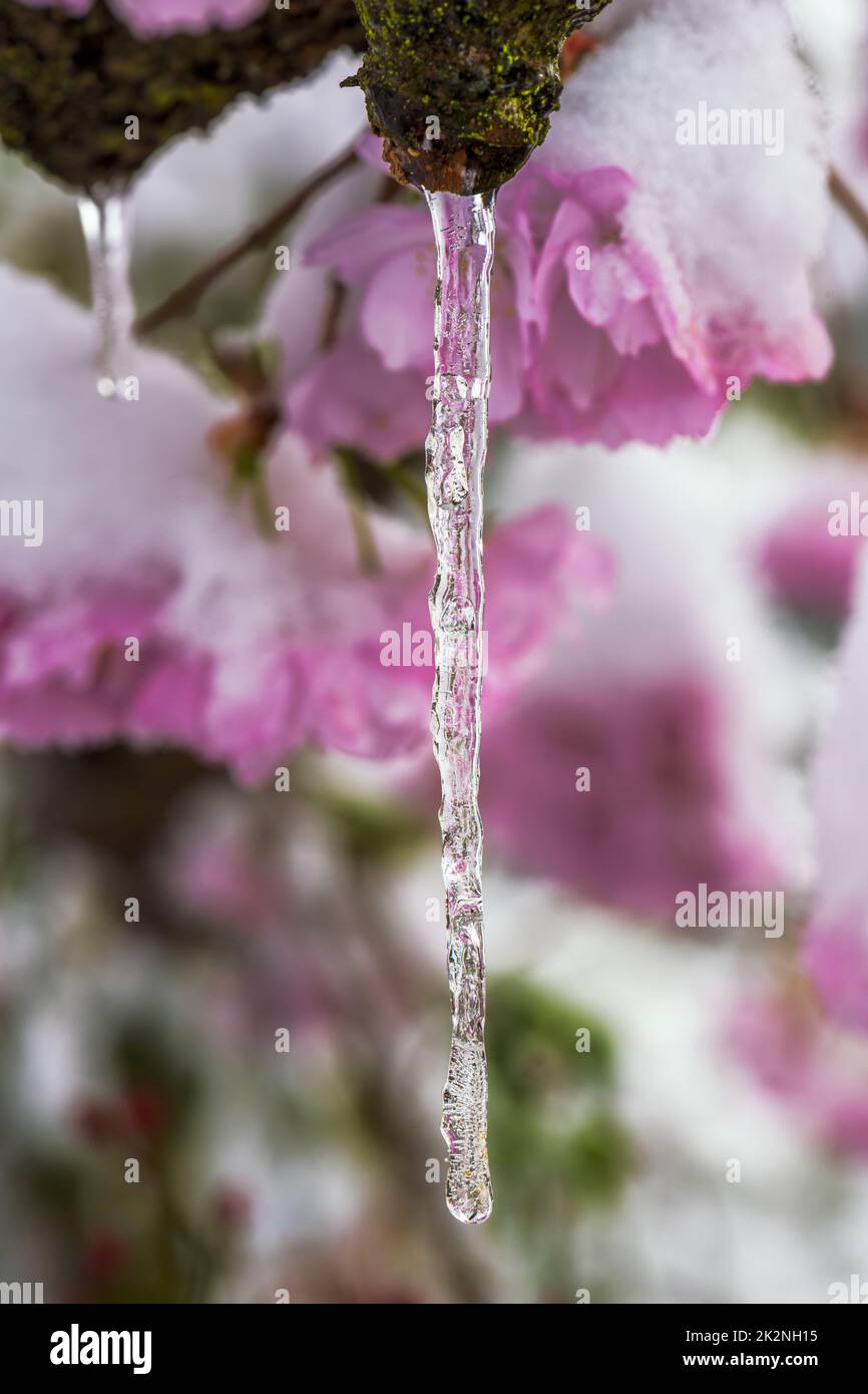 Icicle on and snow covered pink cherry blossoms Stock Photo