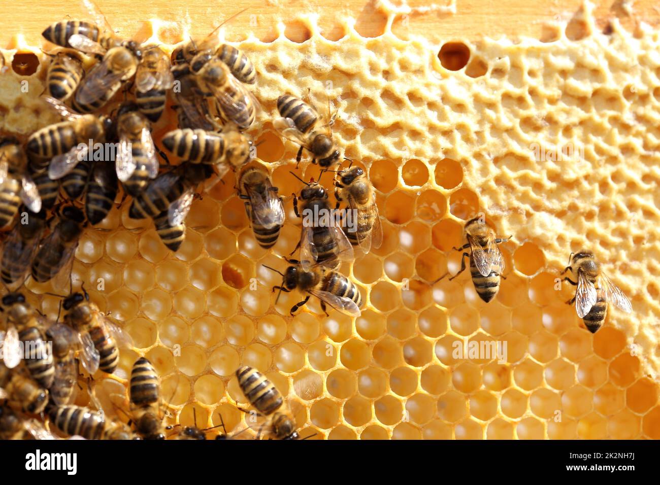 many honey bees on a yellow bee hive Stock Photo