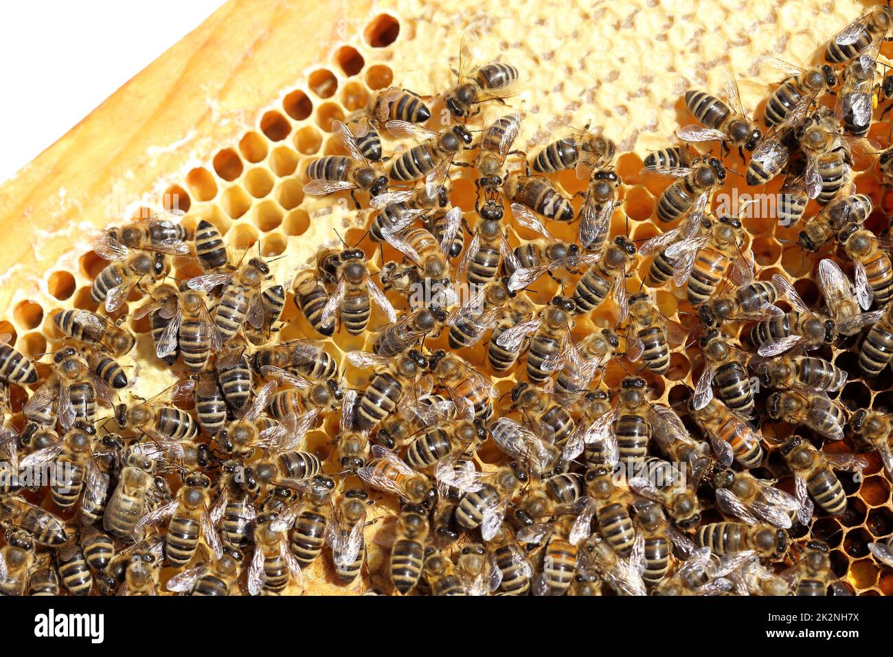 some honey bees on a yellow bee hive Stock Photo