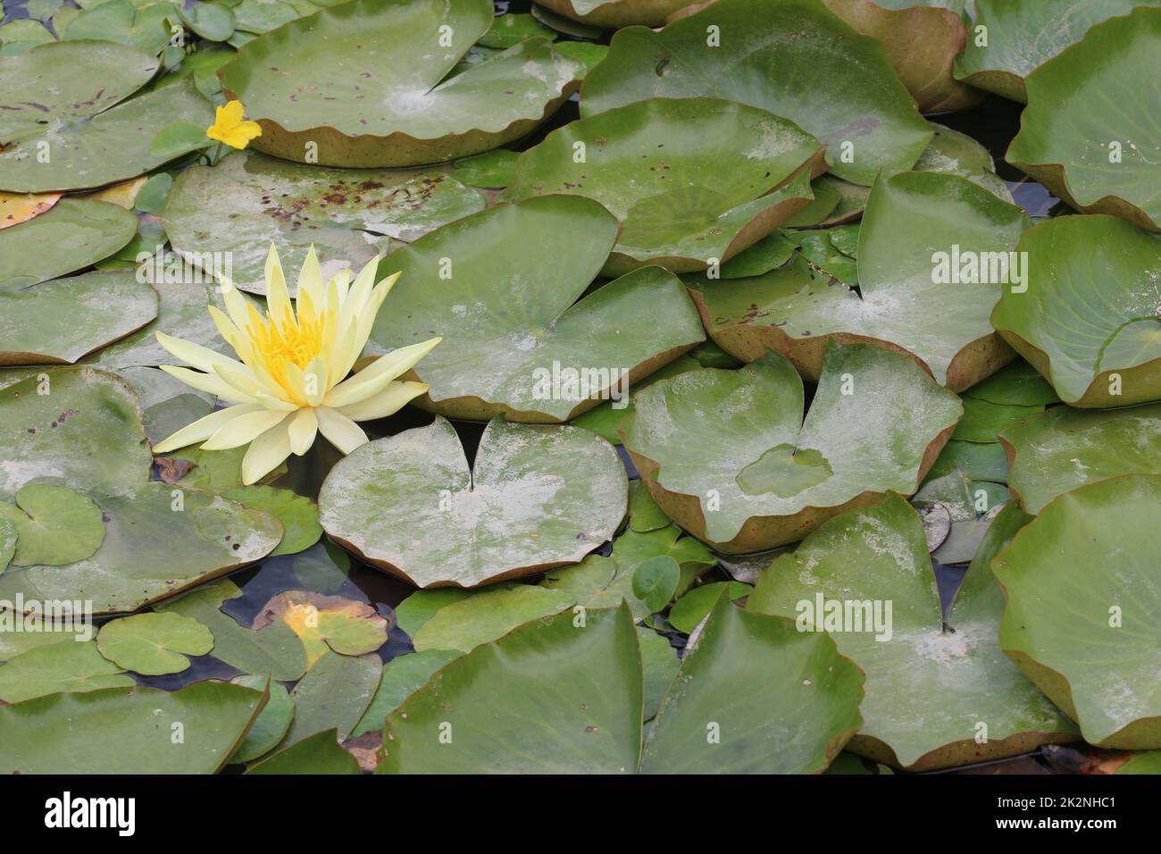 Pale yellow water lily flower Stock Photo Alamy