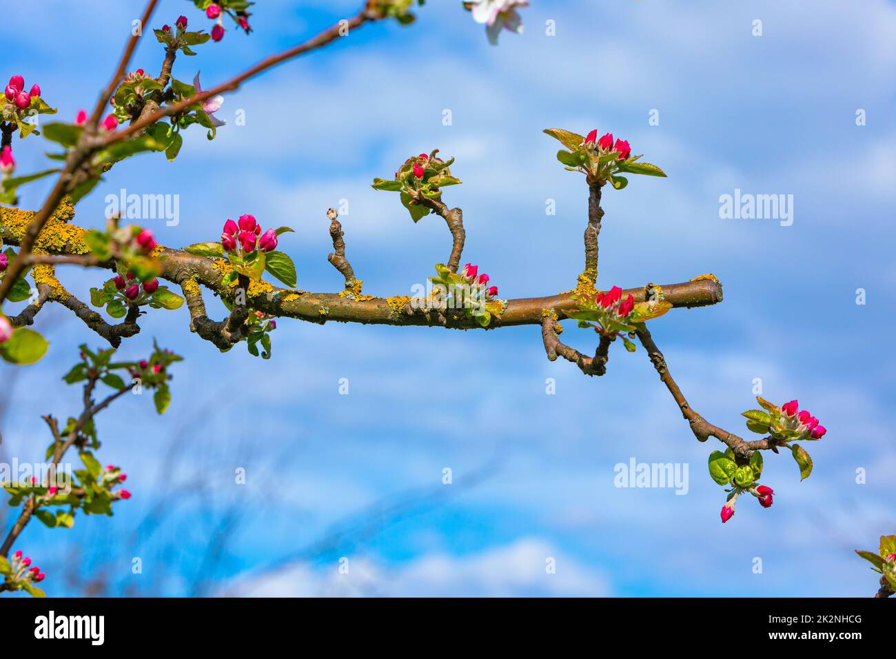 young blossoms on a apple tree Stock Photo