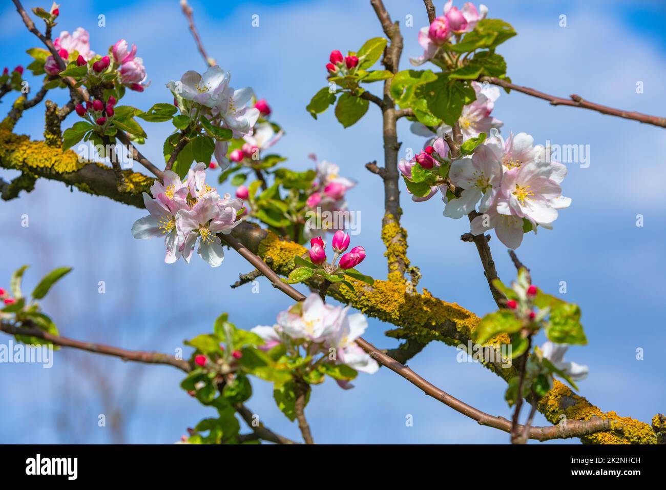 apple tree blossoms on a twig on a sunny day Stock Photo