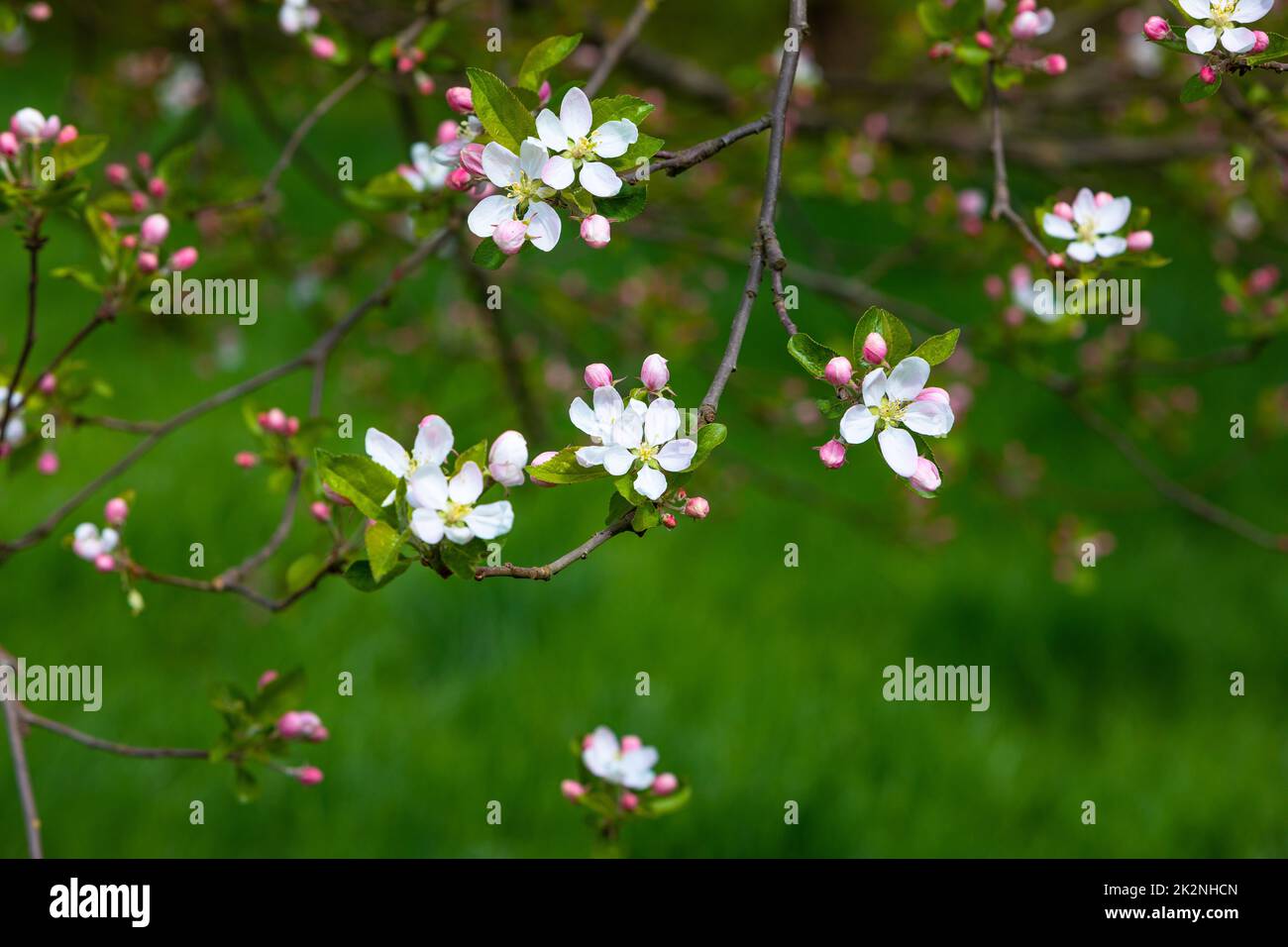 nice background of apple blossoms in spring Stock Photo