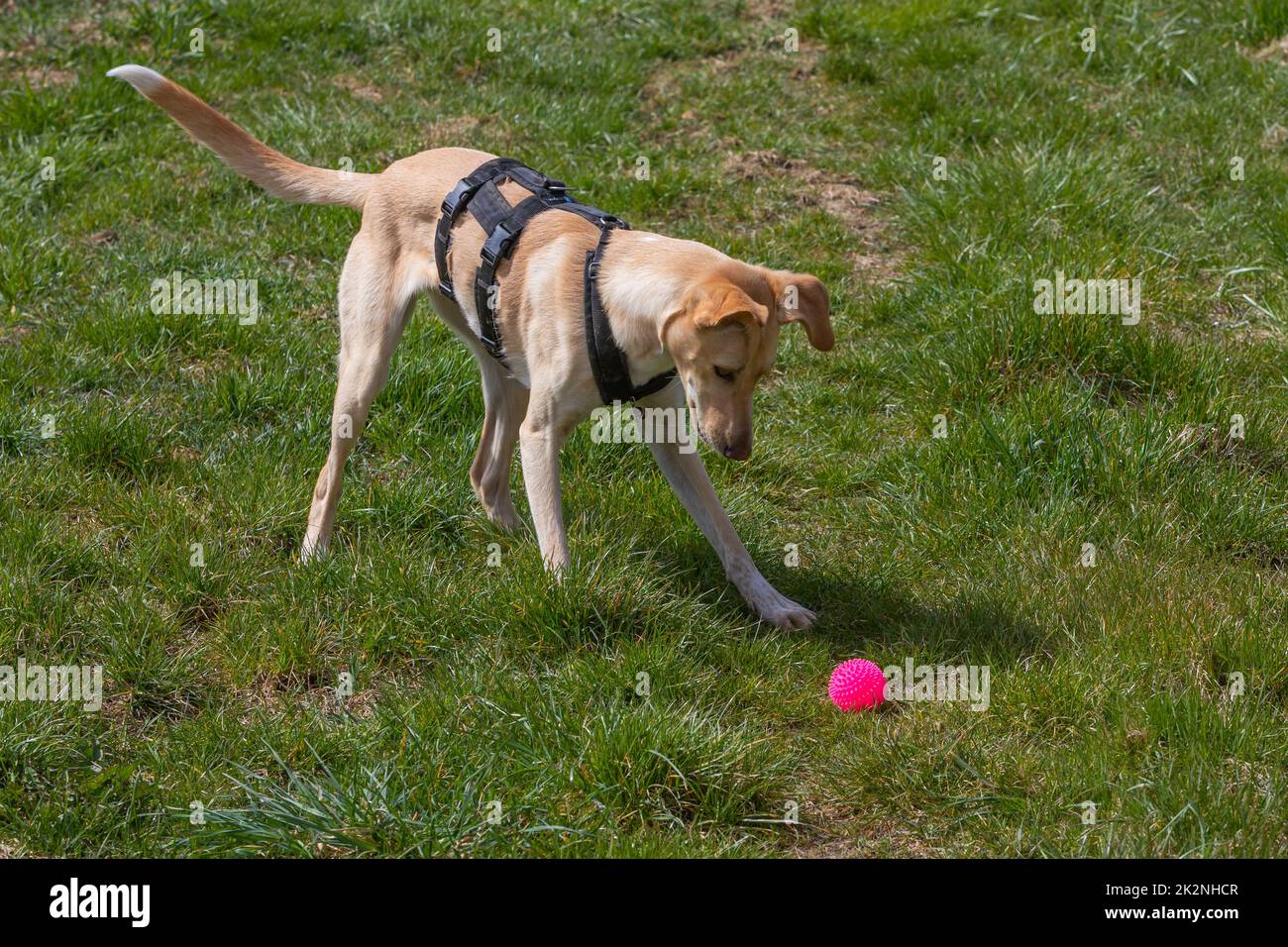 playful dog on a green meadow watches its toy Stock Photo
