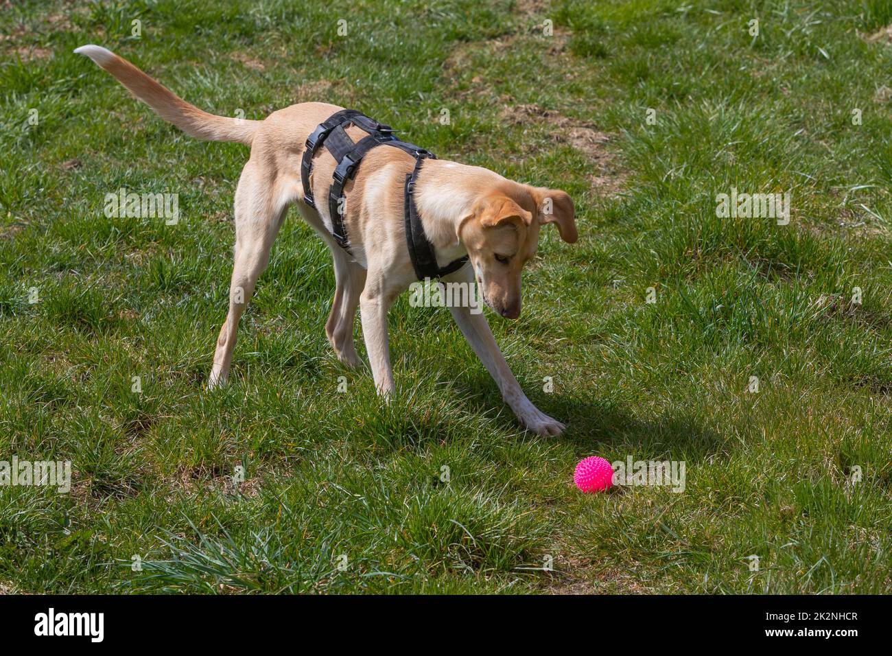 playful dog watches its toy Stock Photo Alamy