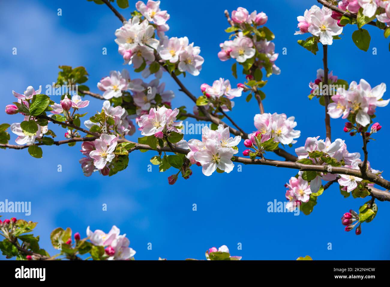 blue sky and beautiful apple tree blossoms in spring Stock Photo