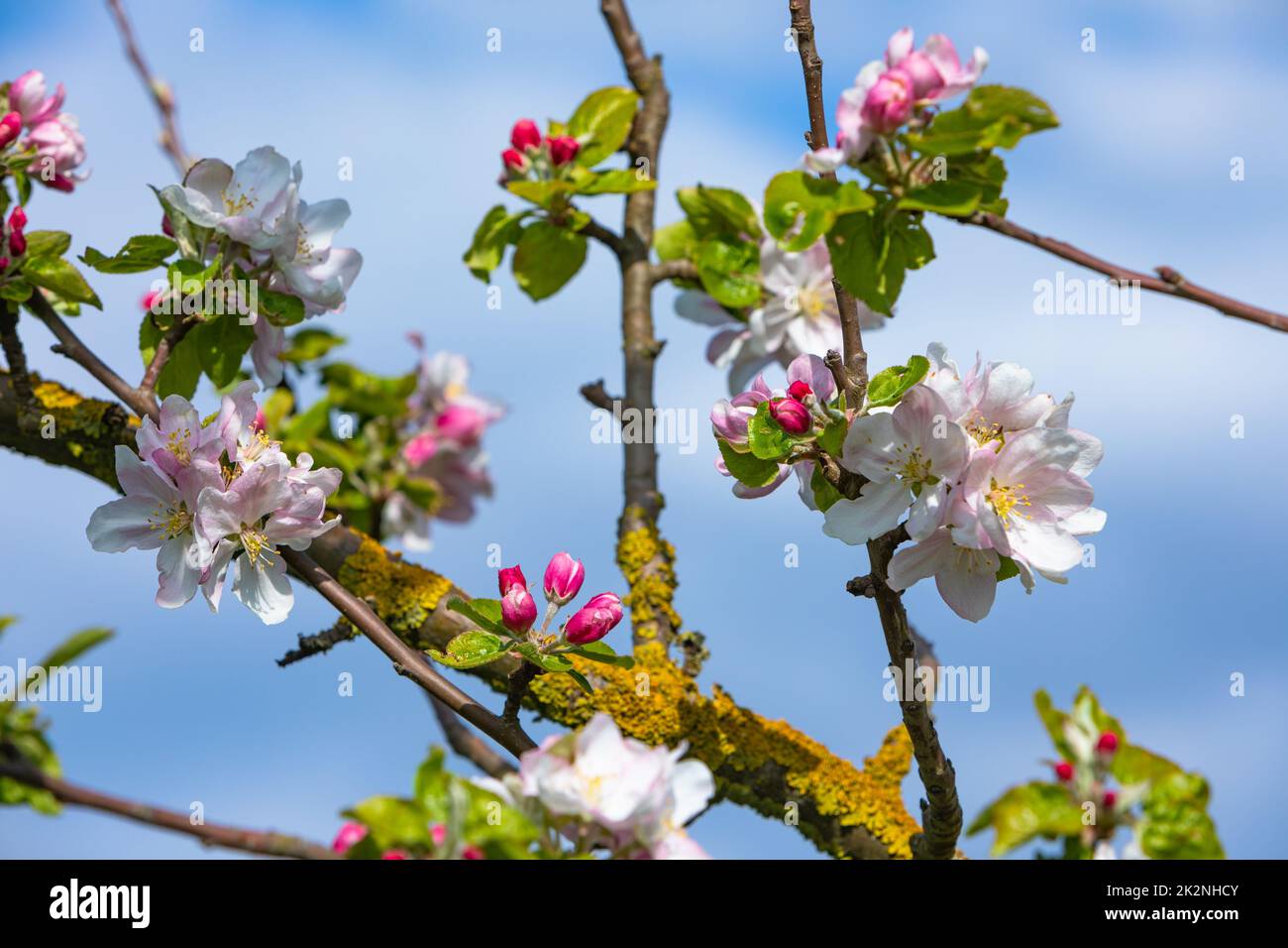 white red blossoms of a apple tree in spring Stock Photo