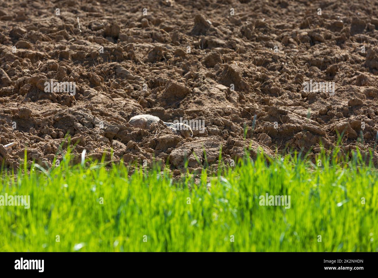 brown hare hiding in the soil of a field Stock Photo