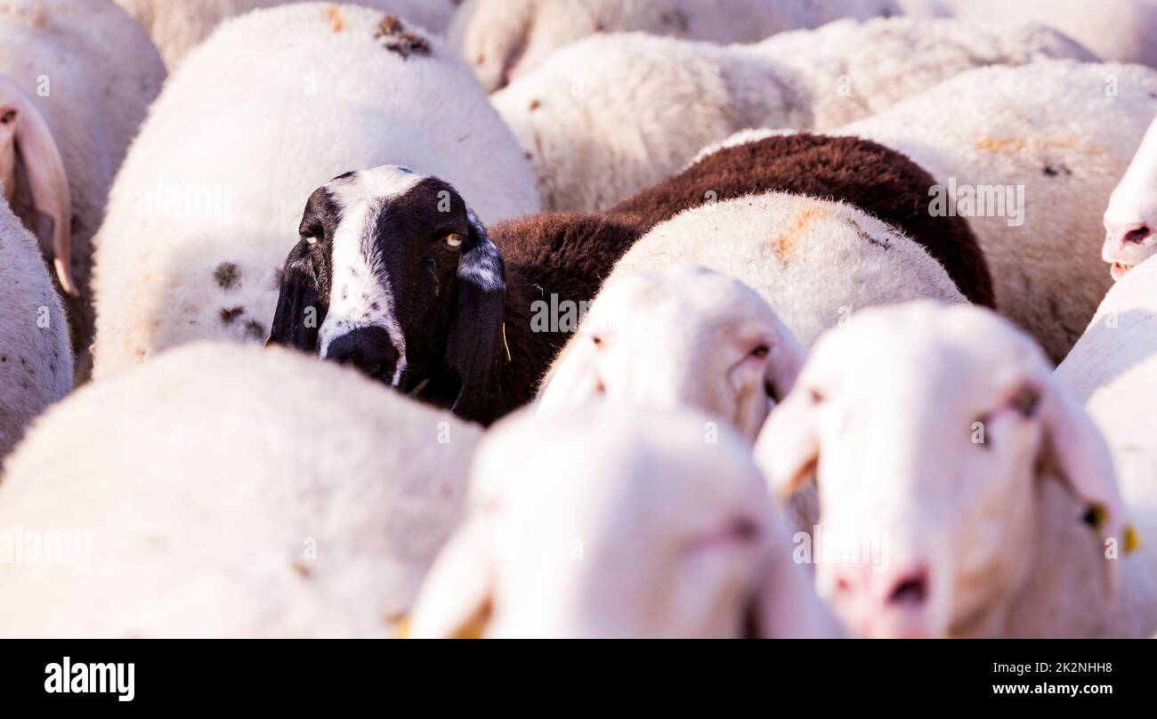 the black sheep of the family Stock Photo Alamy