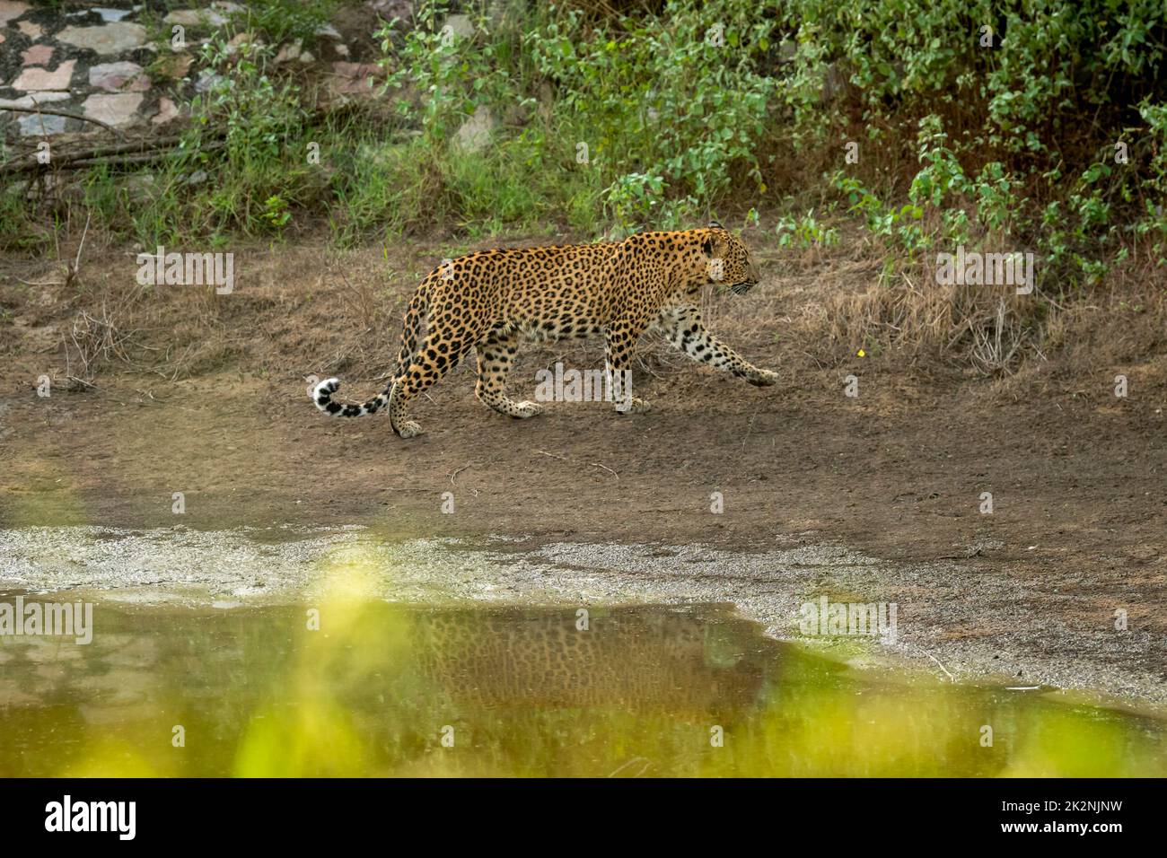 wild female leopard or panther walking with reflection at waterhole