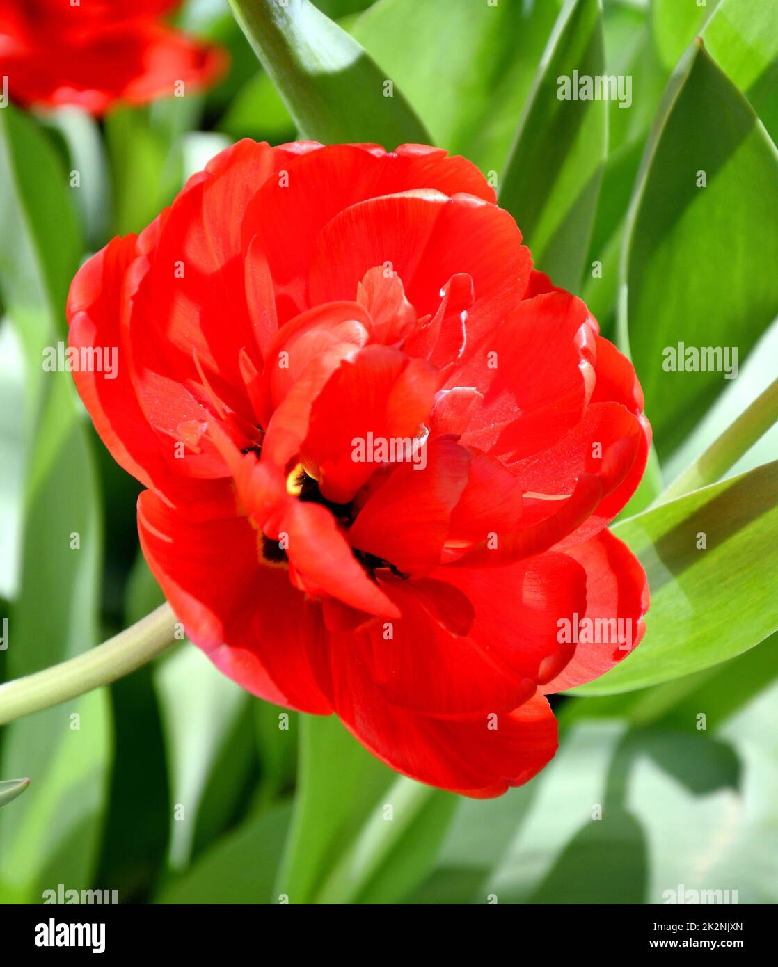 Tulip flower (Lat. Tulipa) terry (double) early red Stock Photo