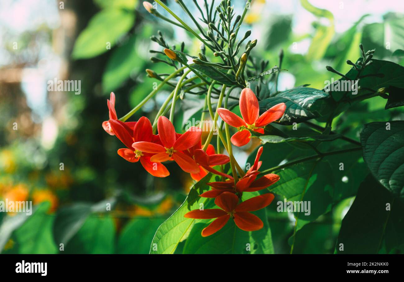 Pink flowers yellow center hires stock photography and images Alamy