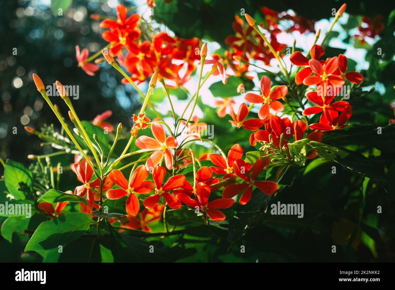 Mandevilla, Rocktrumpet flowers with five pink petals and yellow in the center in bloom backlit by sunlight in the garden. Low angle view. Stock Photo