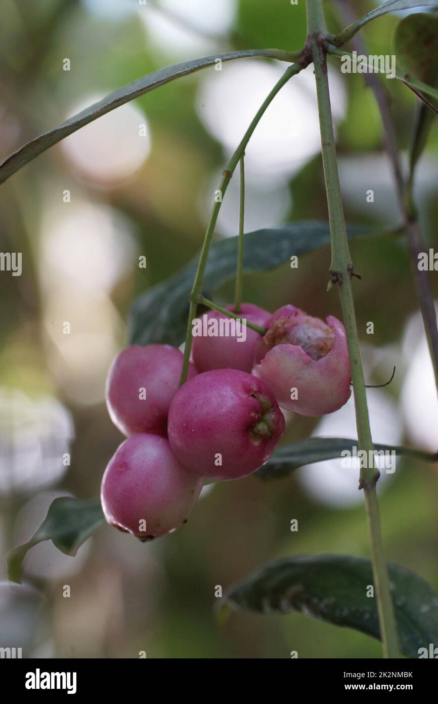 The edible fruit of Syzygium paniculatum Stock Photo - Alamy