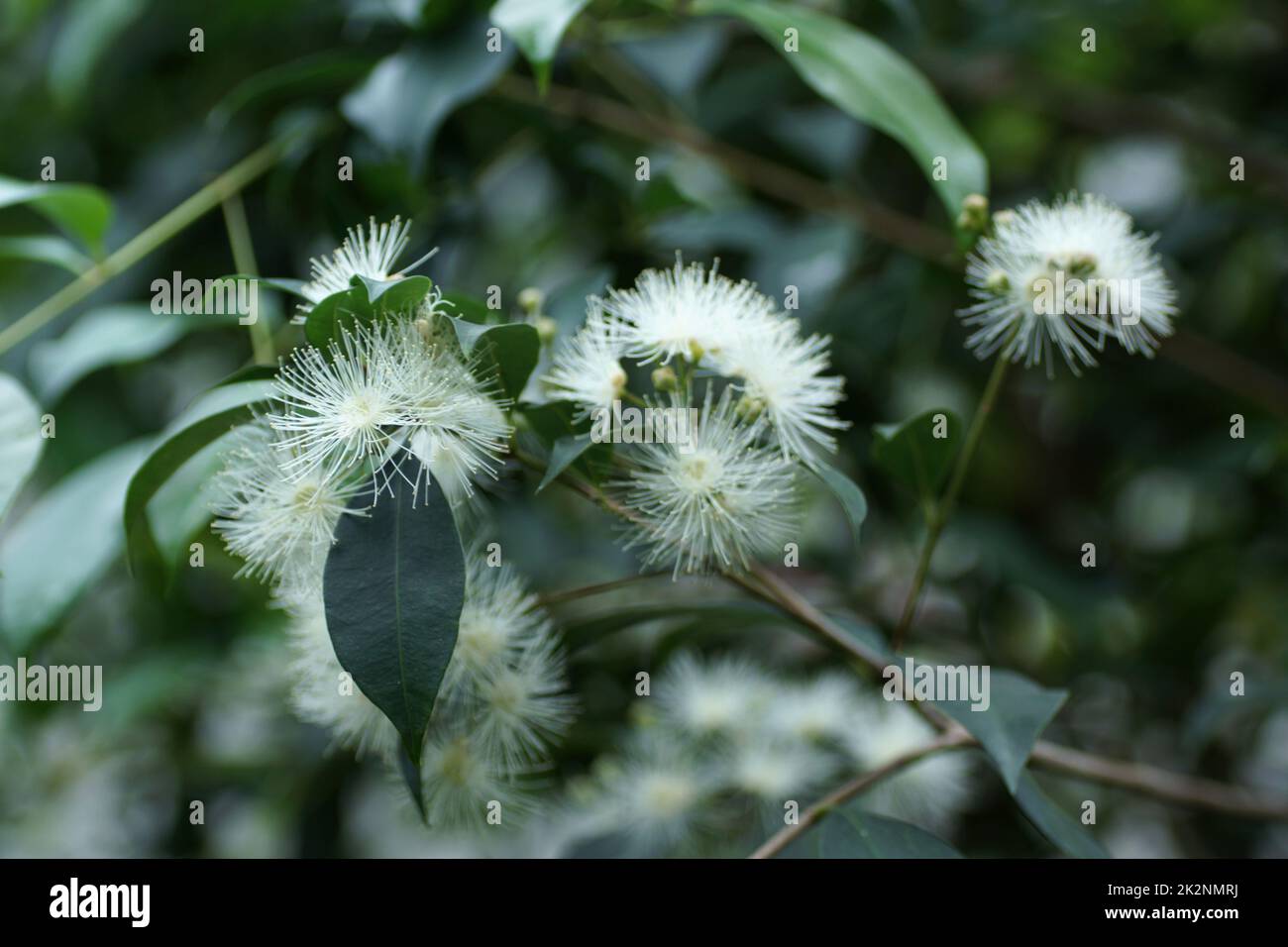 The fluffy white flowers of Syzygium paniculatum Stock Photo