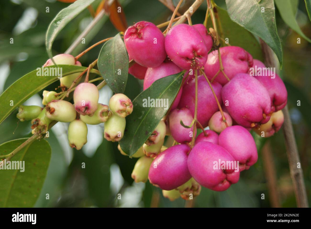 The edible fruit of Syzygium paniculatum Stock Photo