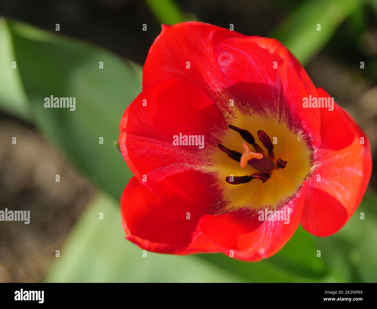 Tulips in german garden Stock Photo Alamy