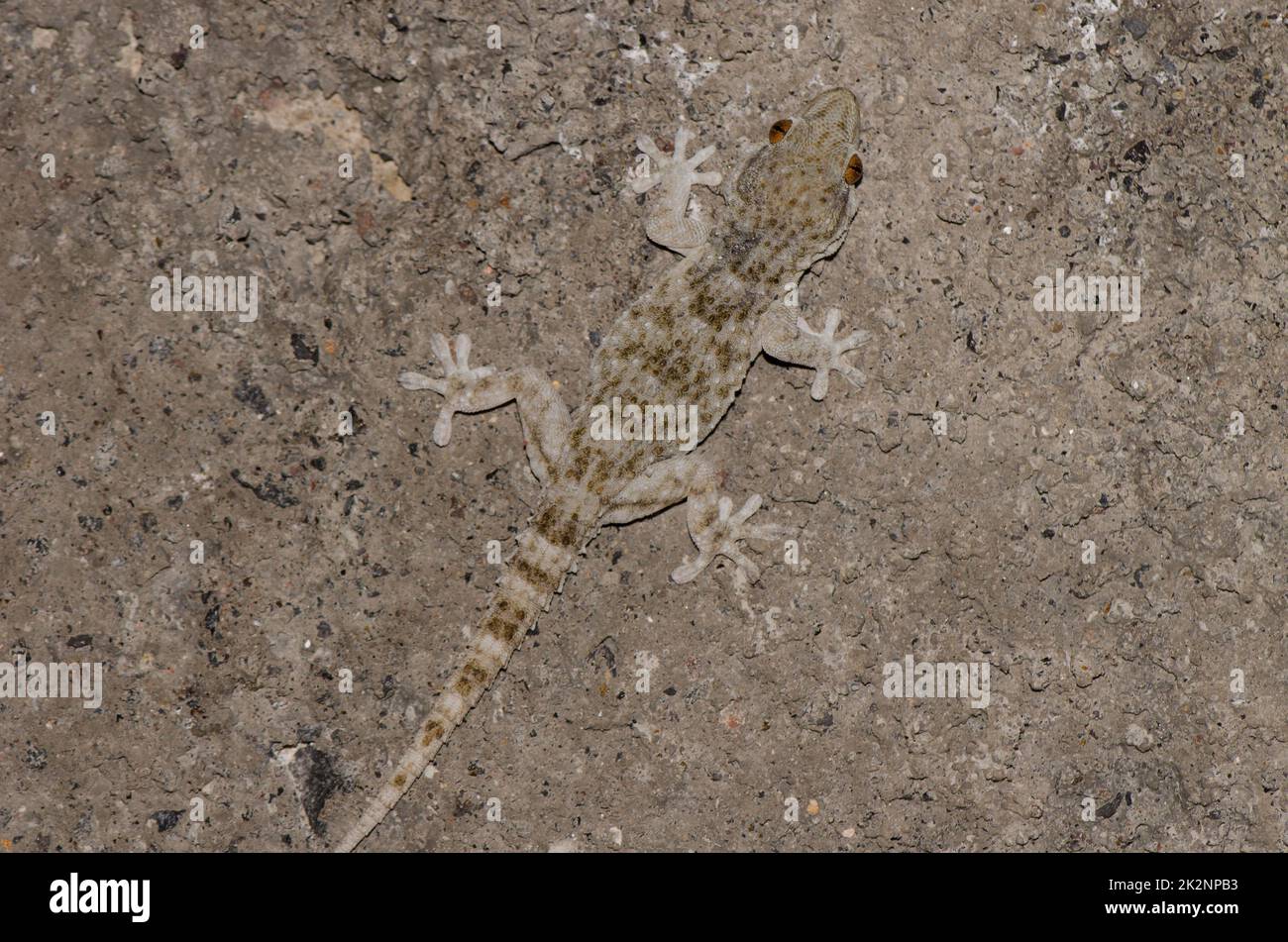 Gomero wall gecko. Stock Photo