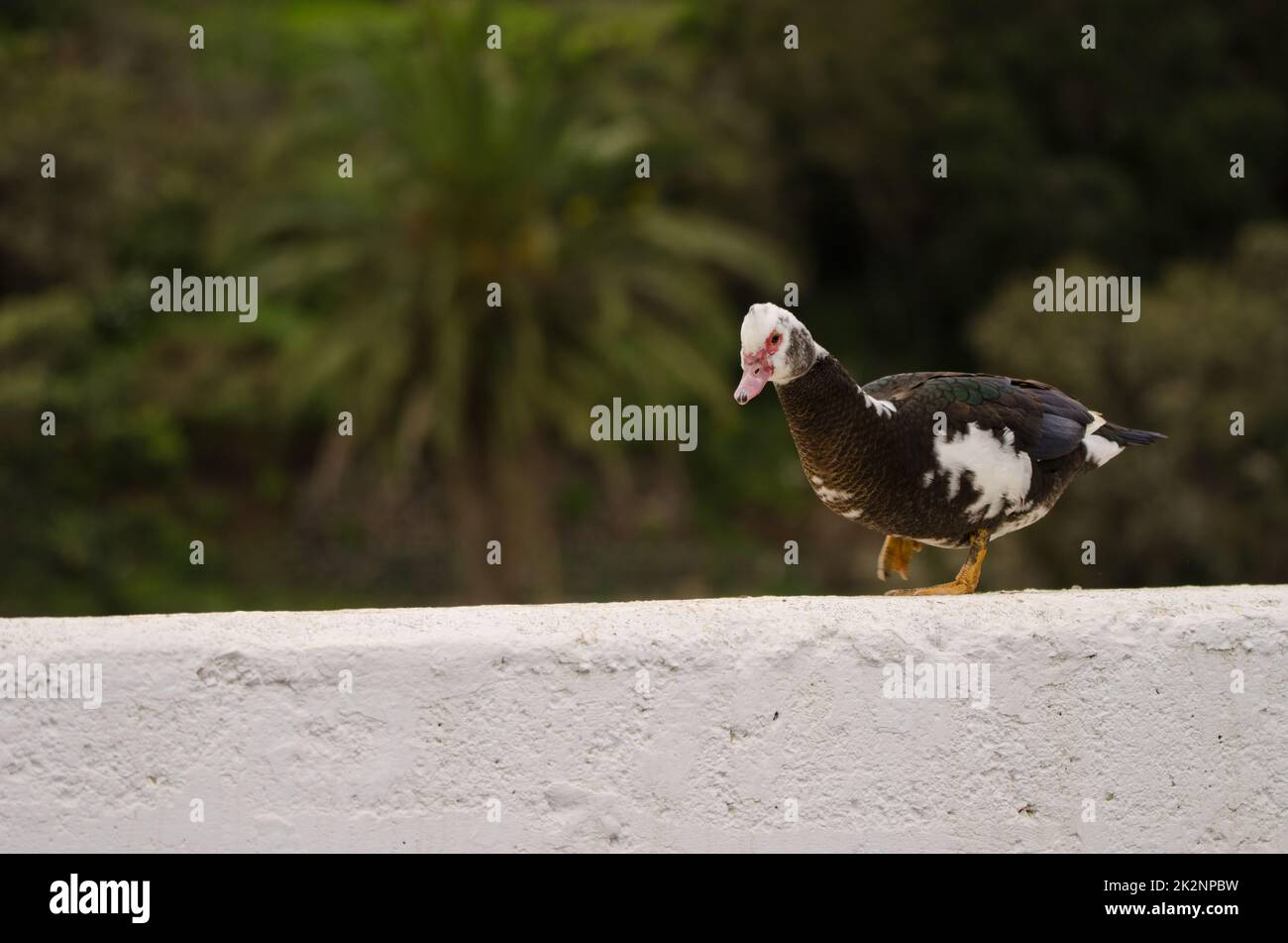 Domestic Muscovy duck Stock Photo - Alamy