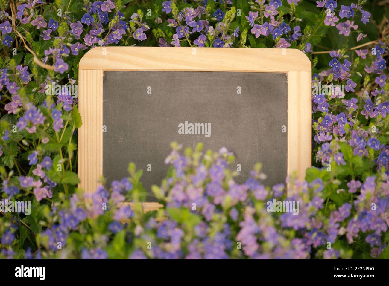 Empty chalkboard is standing in a meadow with flowers, copy space for text, mothers day greeting card, advertising and marketing background, spring and summer season Stock Photo