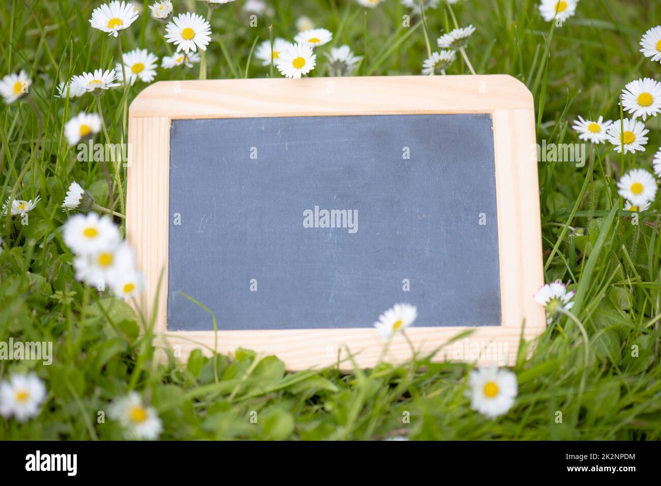 Empty chalkboard is standing in a meadow with flowers, copy space for text, mothers day greeting card, advertising and marketing background, spring and summer season Stock Photo