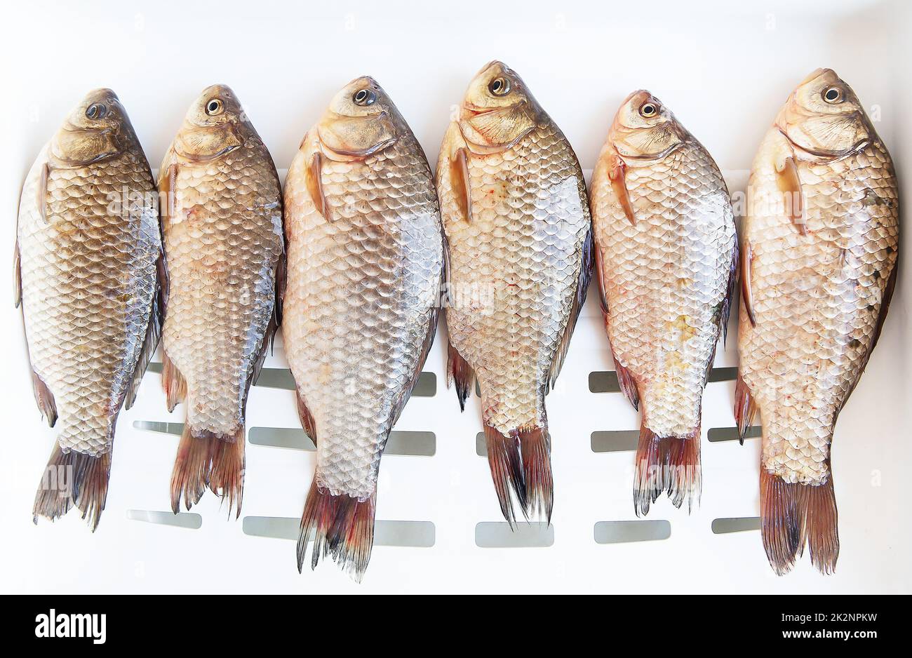 Freshly caught crucian fish lies on a white stand. Catch trophy. View from above. Stock Photo