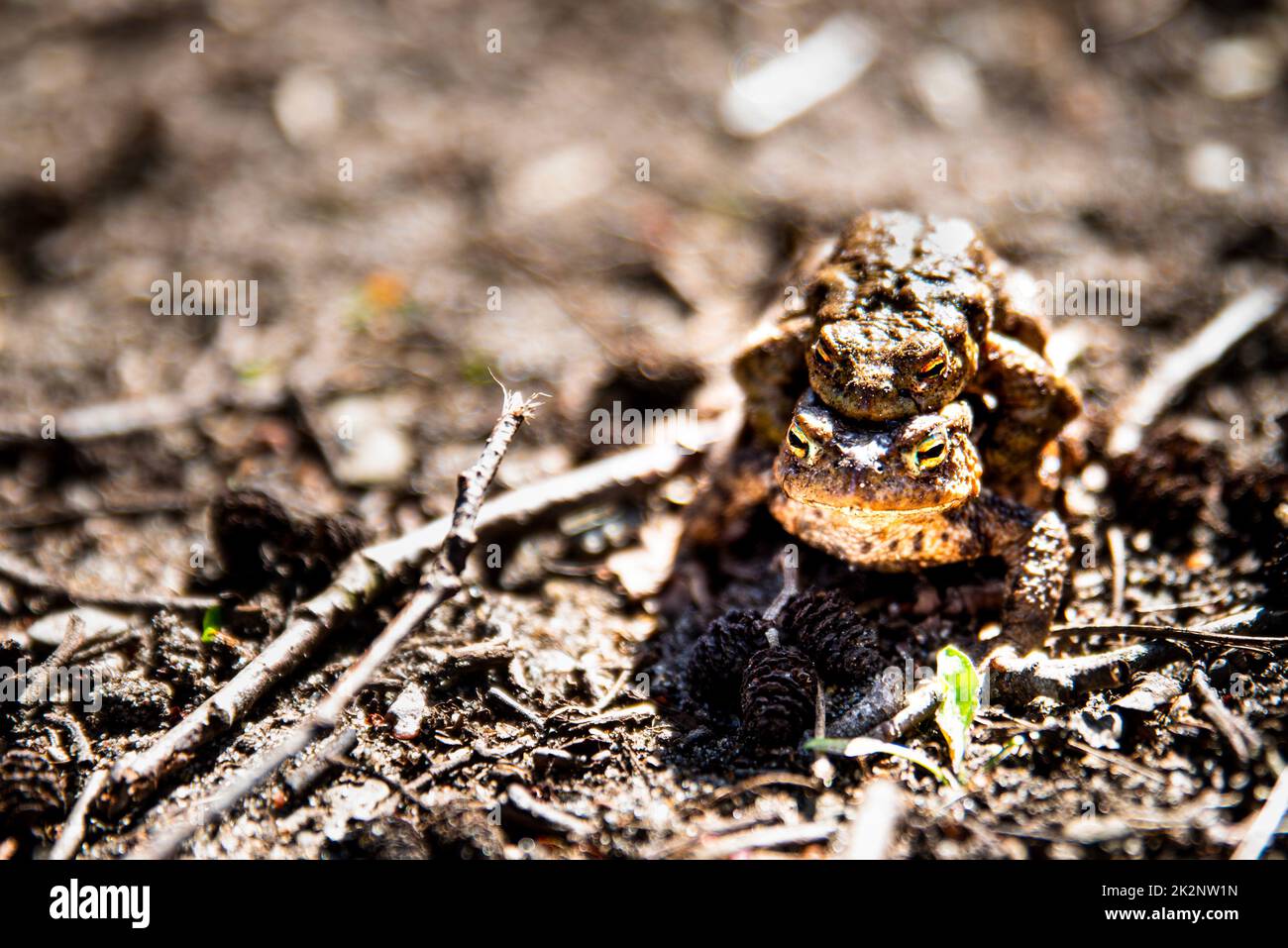 Close up of mating frogs hugging to ferilize the female egg. Detail of male frog embracing a female to fertilise eggs in the mating behaviour amplexus Stock Photo